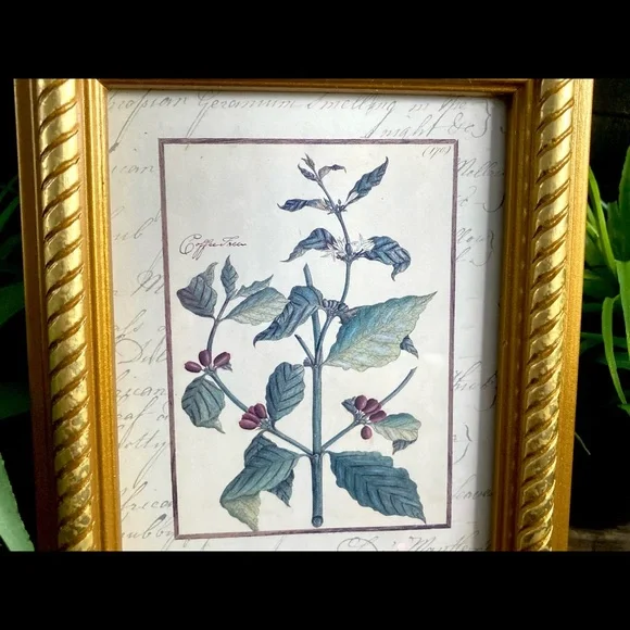 Vintage Custom Framed Botanical Illustration Print Coffee Tree - Picture 6 of 11